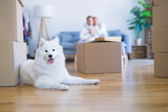 A cute fluffy white dog showing that landlords should allow pets